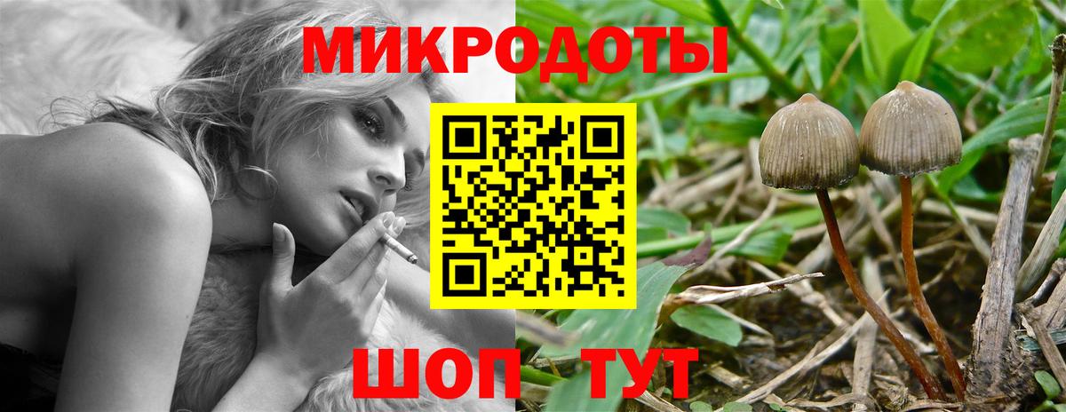 Псилоцибиновые грибы Psilocybe Краснокаменск